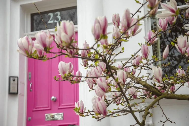pink magnolia blossoms outside luxury london property